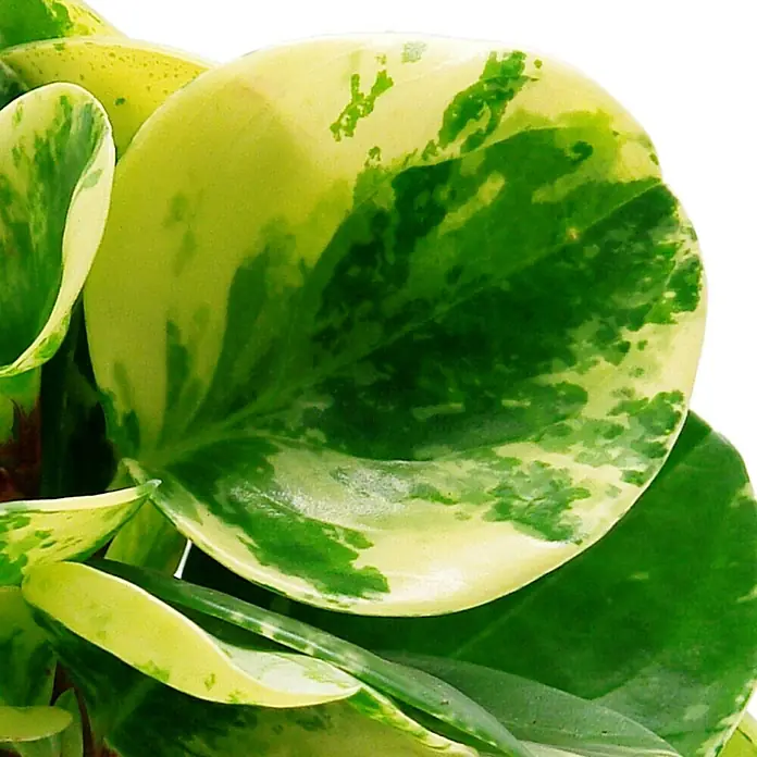 Piardino Zwergpfeffer - Peperomia obtusifolia Variegata, Topfgröße: 12 cm, Blattfarbe: Grün/Weiß - Detailaufnahme