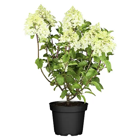 Piardino  Rispen-Hortensie
