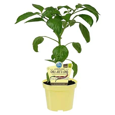 Piardino  Chili Joe's Long