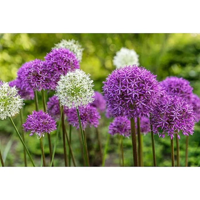 Kiepenkerl Frühlingsblumenzwiebeln Zierlauch Blau & Weiß - Allium, 2 Stk. - Detailaufnahme