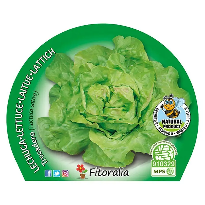 Piardino Lechuga Trocadero - Lactuca Sativa 'Trocadero' - Vista frontal