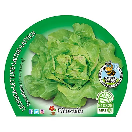 Piardino  Lechuga Trocadero