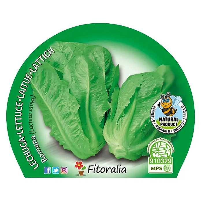 Piardino Lechuga romana - Lactuca Sativa 'Romana' - Vista frontal