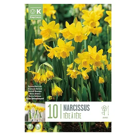 Kapiteyn  Semillas de flores Narcisos