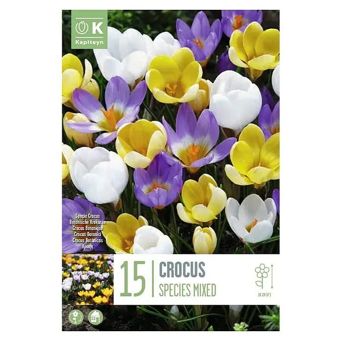 Kapiteyn Bulbos de otoño Crocus - Chrysanthus, 15 ud. - Vista superior