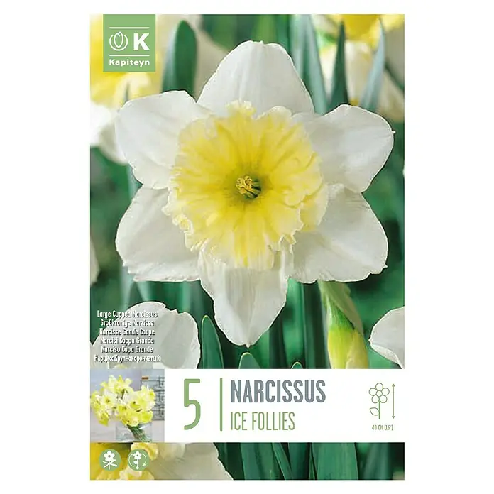 Kapiteyn Bulbos de primavera Narciso - Narciso 'ice', 5 ud. - Vista superior