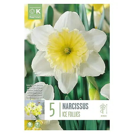 Kapiteyn  Bulbos de primavera Narciso
