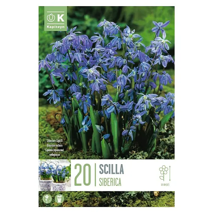 Kapiteyn Bulbos de otoño Scilla - Scilla siberica, 20 ud. - Vista superior