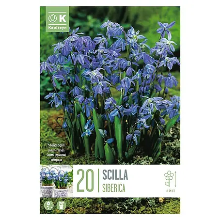 Kapiteyn  Bulbos de otoño Scilla