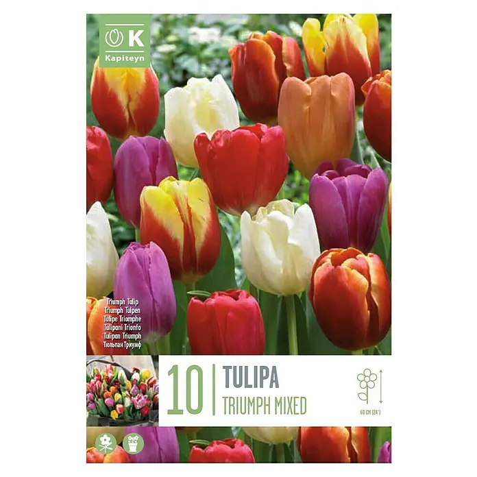 Kapiteyn Mezcla de bulbos de otoño Tulipanes - Colores variados, 10 ud., Tulipan 'Triumph', Época de floración: Abril - Mayo - Vista superior
