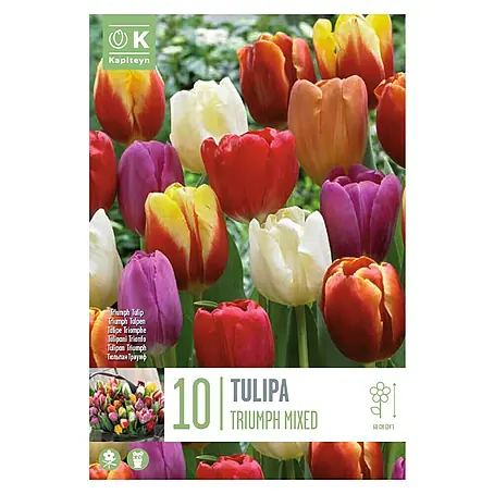 Kapiteyn  Mezcla de bulbos de otoño Tulipanes