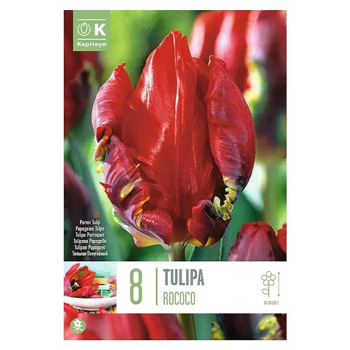 Kapiteyn Bulbos de otoño Tulipán - Parrot rococo, 8 ud. - Vista superior