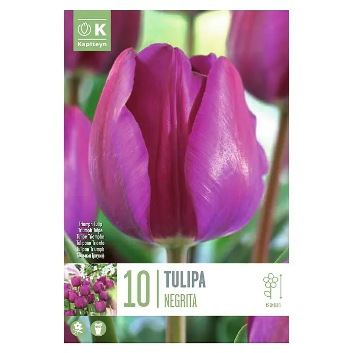 Kapiteyn Bulbos de otoño - 'Tulipan triumph negrita', 10 ud. - Vista superior