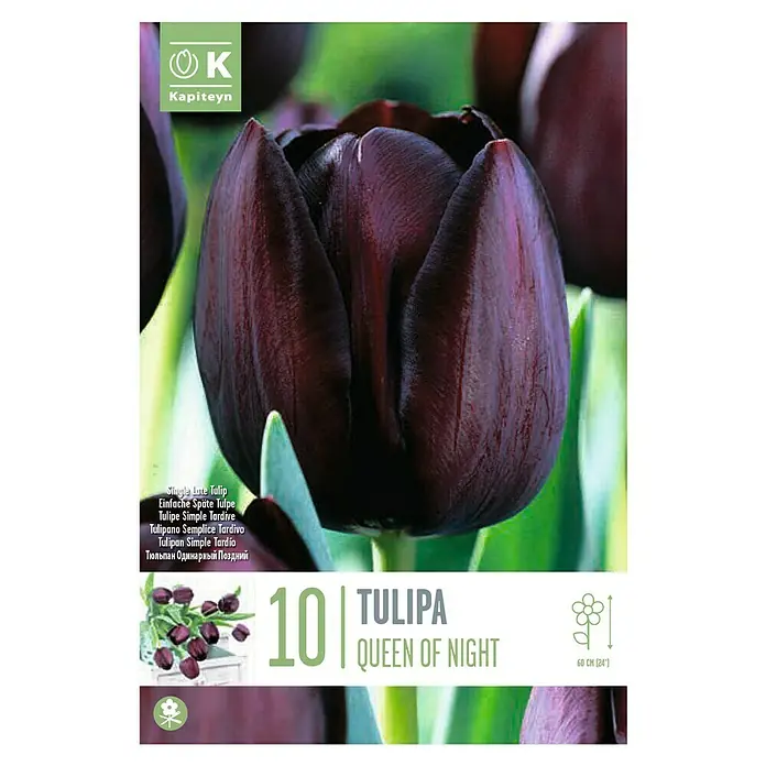 Kapiteyn Bulbos de otoño - Tulipan 'Reina de la noche', 10 ud. - Vista superior