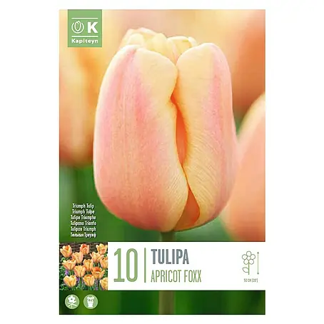 Kapiteyn  Bulbos de otoño