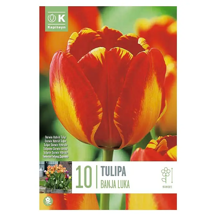 Kapiteyn Bulbos de otoño - 'Tulipan darwin naranja', 10 ud. - Vista superior