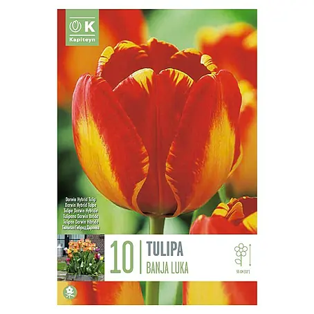 Kapiteyn  Bulbos de otoño