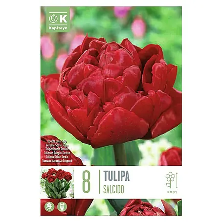 Kapiteyn  Bulbos de otoño