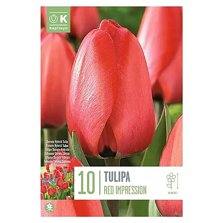 Kapiteyn  Bulbos de otoño