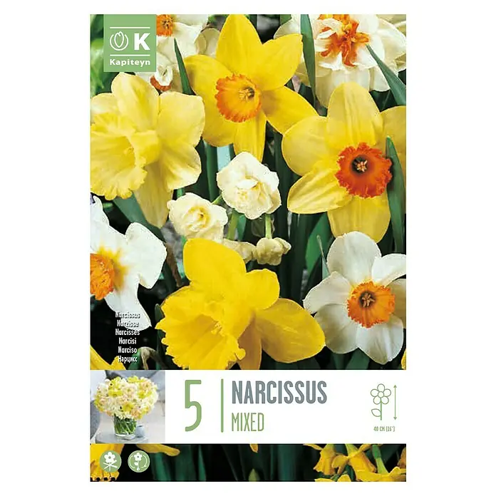 Kapiteyn Bulbos de otoño - Narciso large cupped, 10 ud. - Vista superior