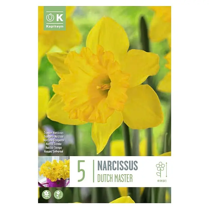 Kapiteyn Bulbos de otoño Narciso - Narcissus 'dutch master', 5 ud. - Vista superior