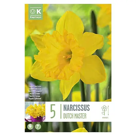 Kapiteyn  Bulbos de otoño Narciso