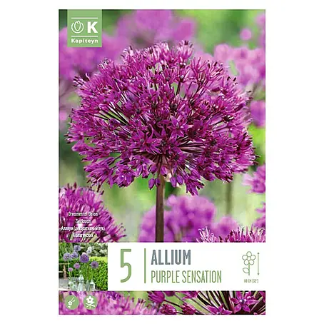 Kapiteyn  Bulbos de otoño Allium