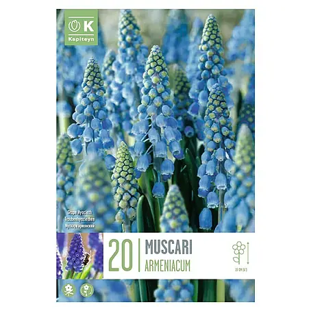 Kapiteyn  Semillas de flores Muscari