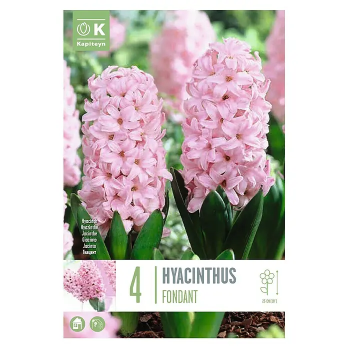 Kapiteyn Bulbos de otoño Jacinto fondant - Hyacinth fondant, 4 ud. - Vista superior