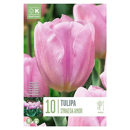 Kapiteyn  Bulbos de otoño
