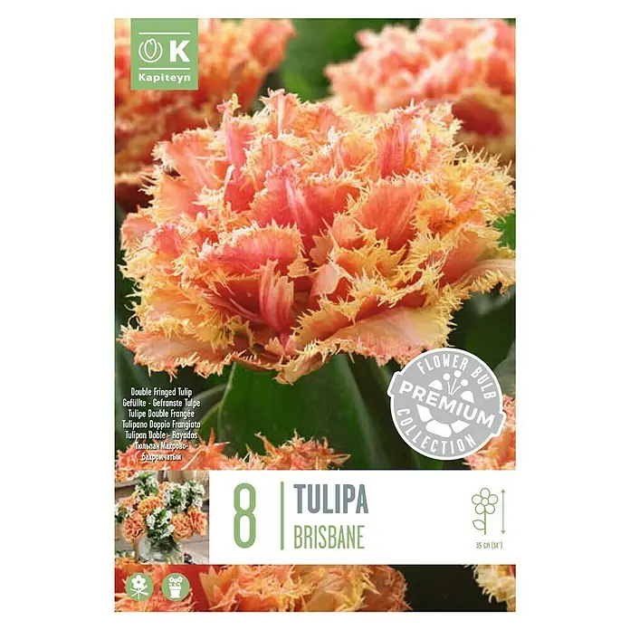 Kapiteyn Bulbos de otoño - Tulipan 'premium flecos brisbane', 8 ud. - Vista superior