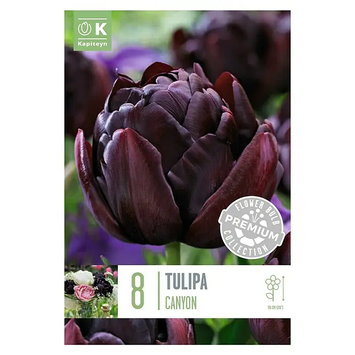 Kapiteyn Semillas de flores - 'Tulipan premium doble canyon', Morado, 8 ud. - Vista superior