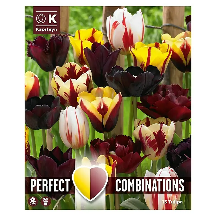 Kapiteyn Mezcla de bulbos de otoño - Colores surtidos, 20 ud., Tulipanes, Época de floración: Abril - Mayo - Vista superior