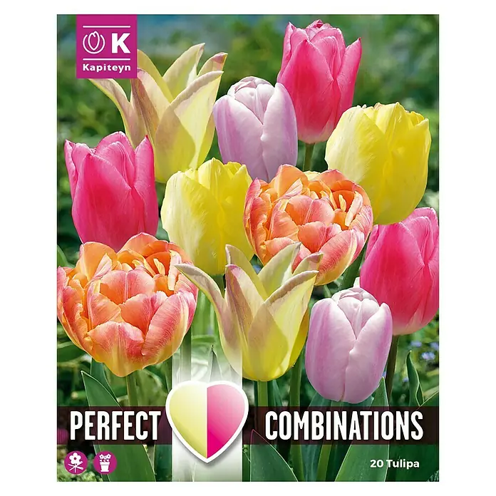 Kapiteyn Mezcla de bulbos de otoño - Colores surtidos, 15 ud., Tulipanes 'fireworks, Época de floración: Abril - Mayo - Vista superior