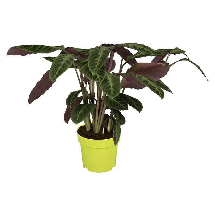 Piardino Korbmarante in Sorten - Calathea Hybride, Topfgröße: 21 cm - Vorderansicht