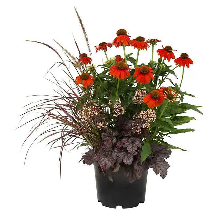 Pflanzen-Mix Frühsommertraum - Echinacea, Heuchera, Pennisetum, Topfgröße: 7,5 l - Vorderansicht