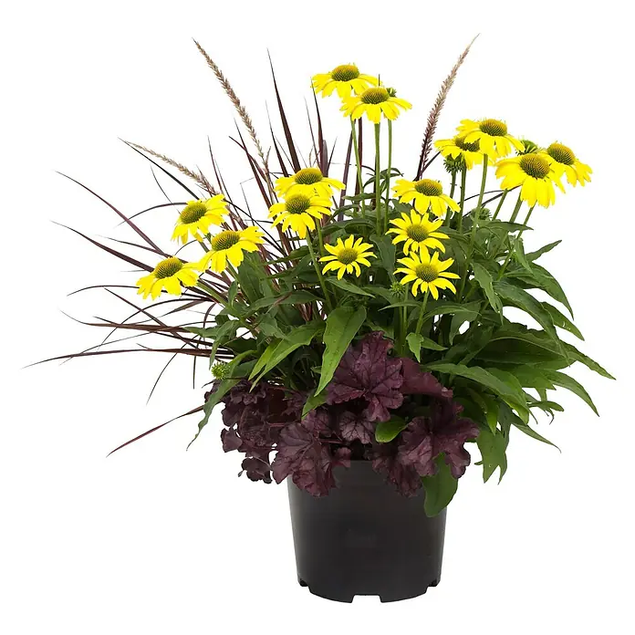 Pflanzen-Mix Frühsommertraum - Echinacea, Heuchera, Pennisetum, Topfgröße: 7,5 l - Vorderansicht