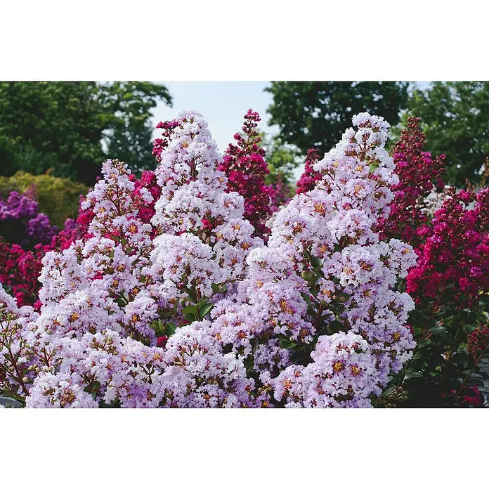 Sommerflieder - Lagerstroemia indica, 5 l - Stimmungsaufnahme