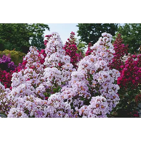 Sommerflieder