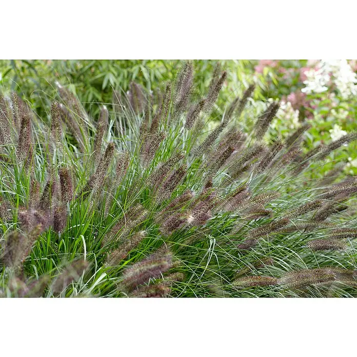Piardino Federborstengras - Pennisetum alopecuroides 'Black Beauty', Topfgröße: 23 cm - Stimmungsaufnahme