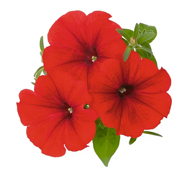 Pflanzen-Mix Farbkonzept - Topfgröße: 12 cm, Rot - Ansicht von oben