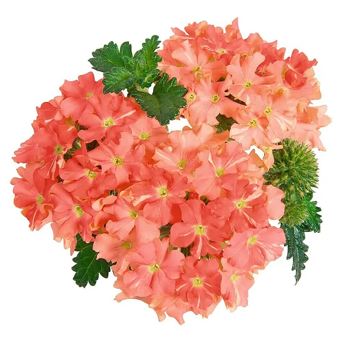 Pflanzen-Mix Farbkonzept - Topfgröße: 12 cm, Rosa - Ansicht von oben