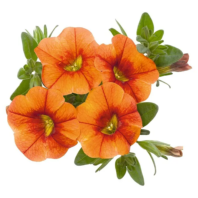 Pflanzen-Mix Farbkonzept - Topfgröße: 12 cm, Rosa - Ansicht von oben