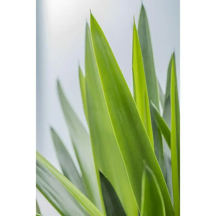 Piardino Palmlilie - Yucca elephantipes, Topfgröße: 21 cm, 3 Stämme gestuft - Detailaufnahme