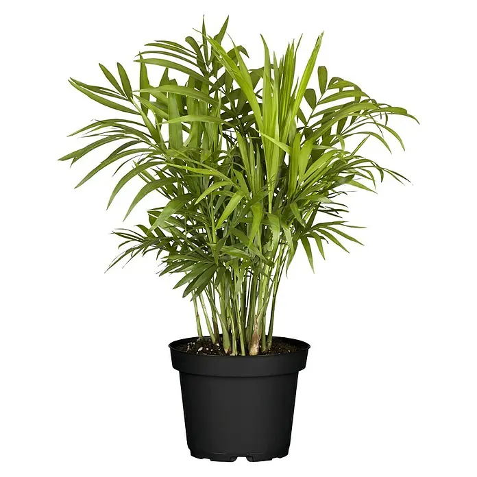 Piardino Bergpalme - Chamaedorea elegans, Topfgröße: 12 cm - Vorderansicht