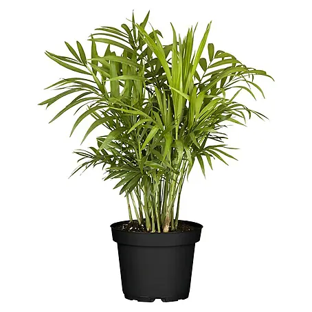 Piardino  Bergpalme