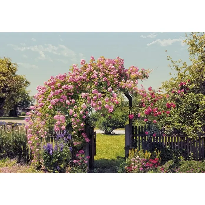 Komar Foto tapeta Rose Garden - 8 -dij., Papir - Živopisni prikaz