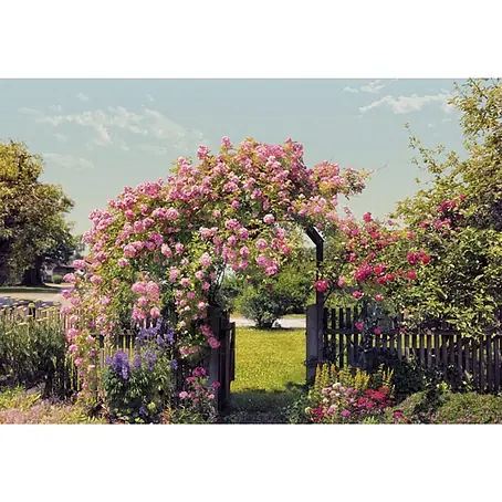 Komar  Foto tapeta Rose Garden