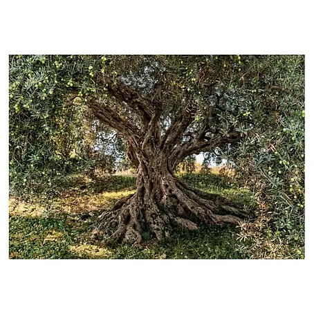 Foto tapeta Maslina