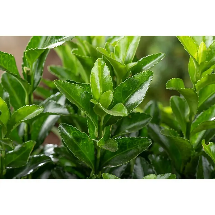 Spindelstrauch - Euonymus japonicus, Bunt - Detailaufnahme